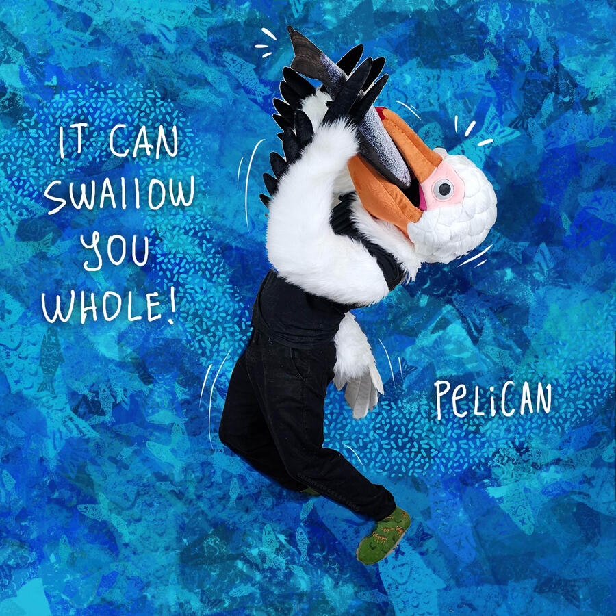 Pelican