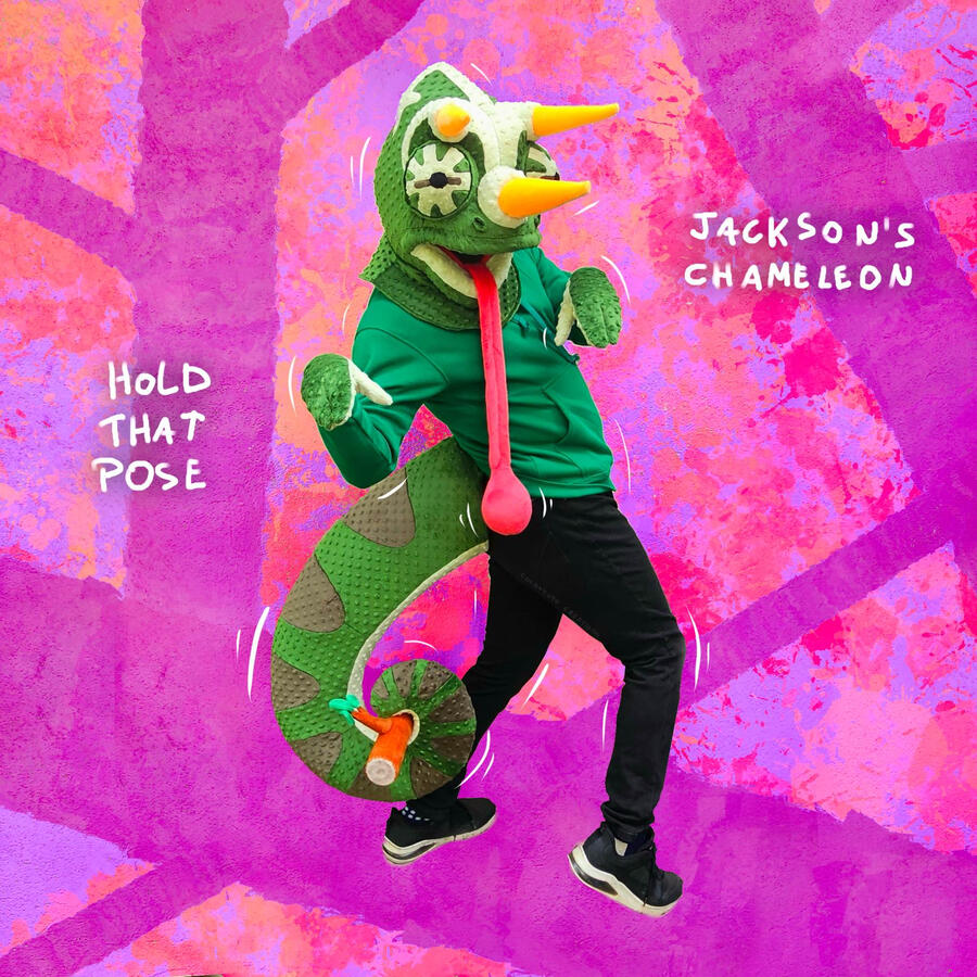 Jackson'sChameleon